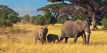 Modern luxury grand tour Africa TCS World Travel - Luxe Digital