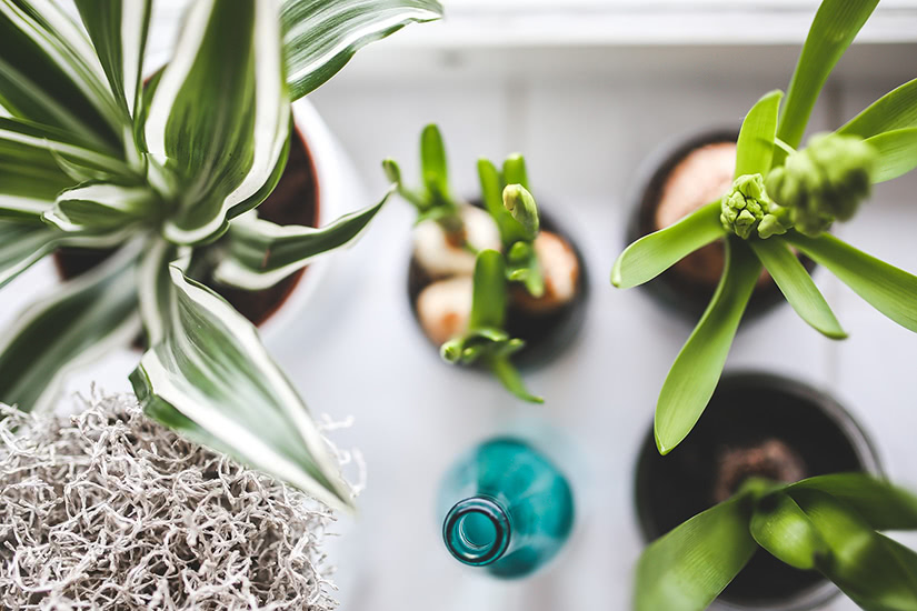 Best Indoor Plants: 11 Houseplants You Can Easily Care For
