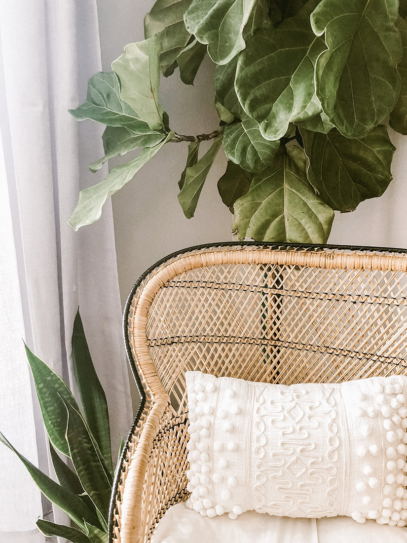 best indoor plants instagram worthy snake plant - Luxe Digital