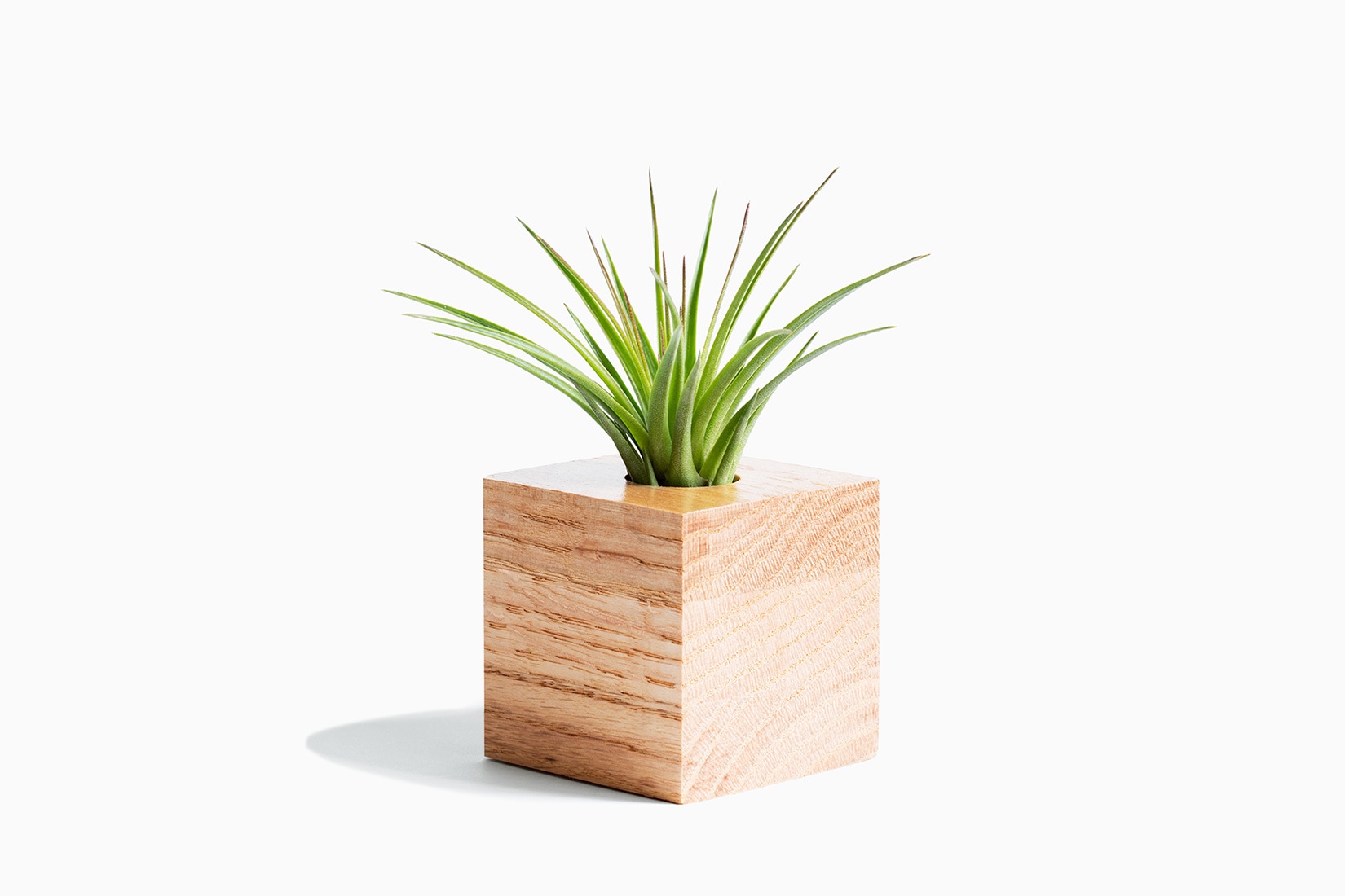 best indoor plants air plant - Luxe Digital