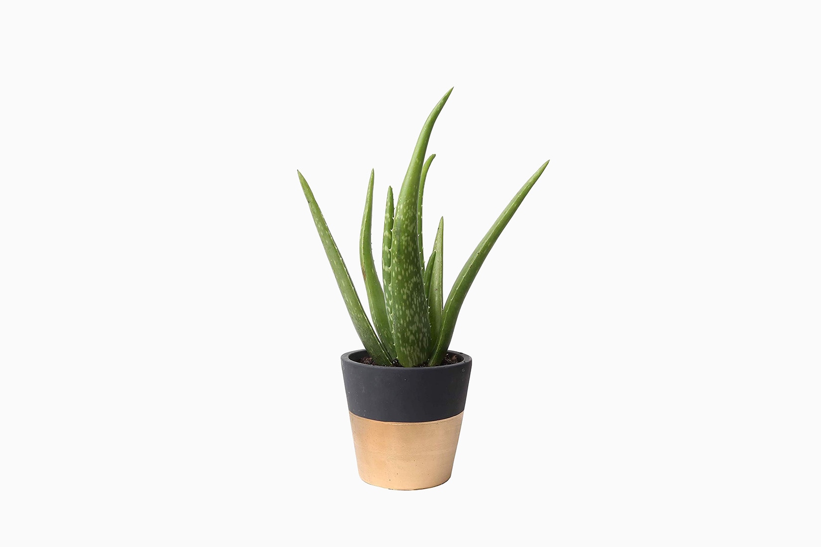best indoor plants aloe vera - Luxe Digital