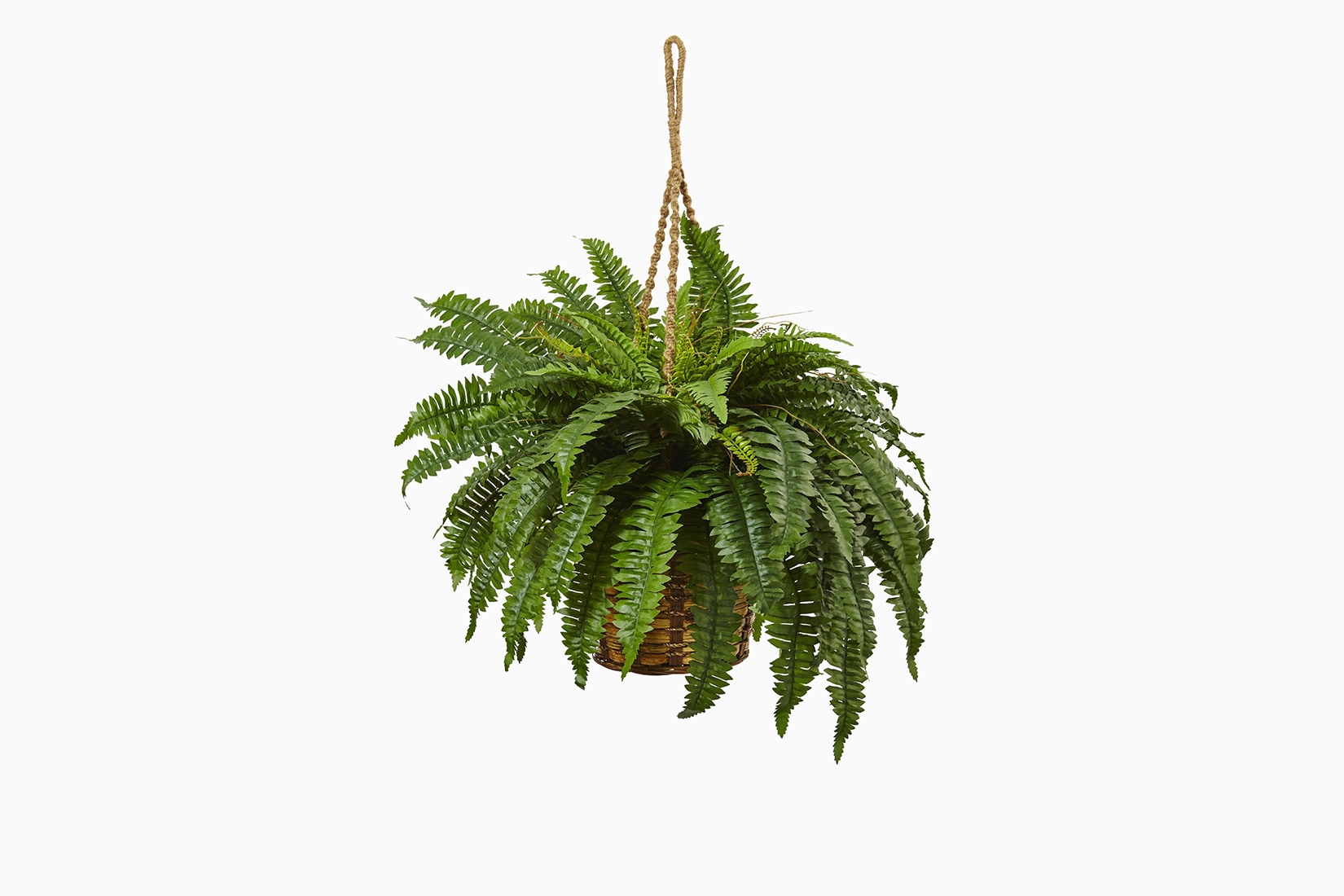 best indoor plants boston fern - Luxe Digital