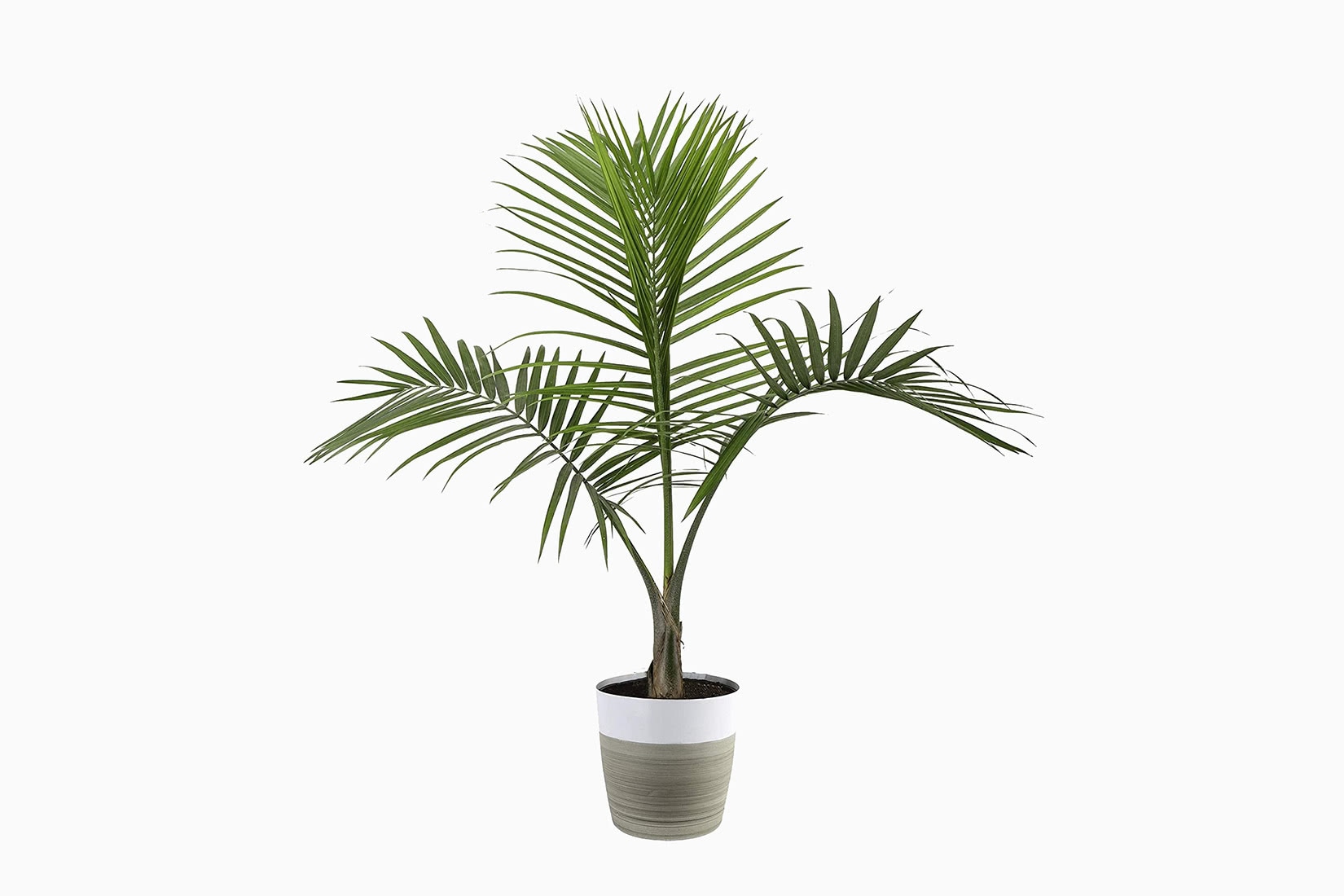 best indoor plants majesty palm - Luxe Digital