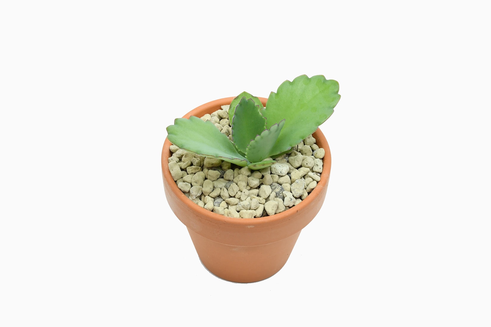 best indoor plants mexican hat plant kalanchoe daigremontiana - Luxe Digital