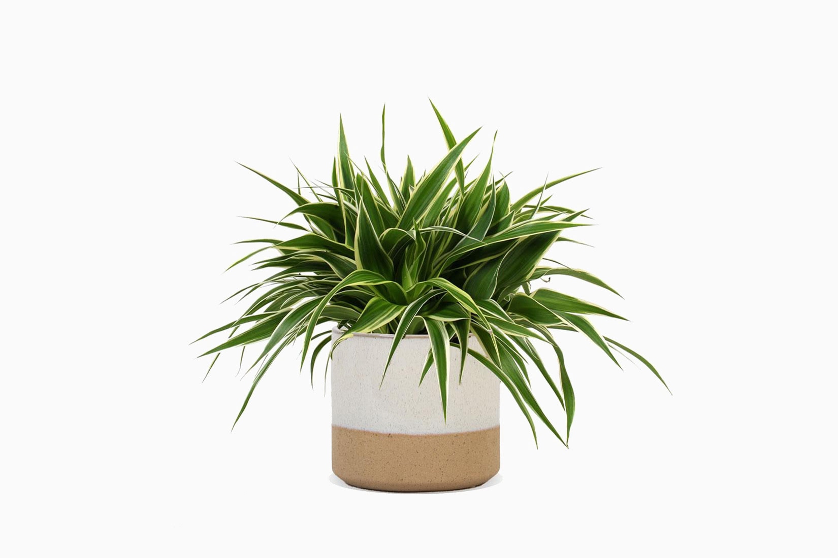 best indoor plants ocean spider plant - Luxe Digital