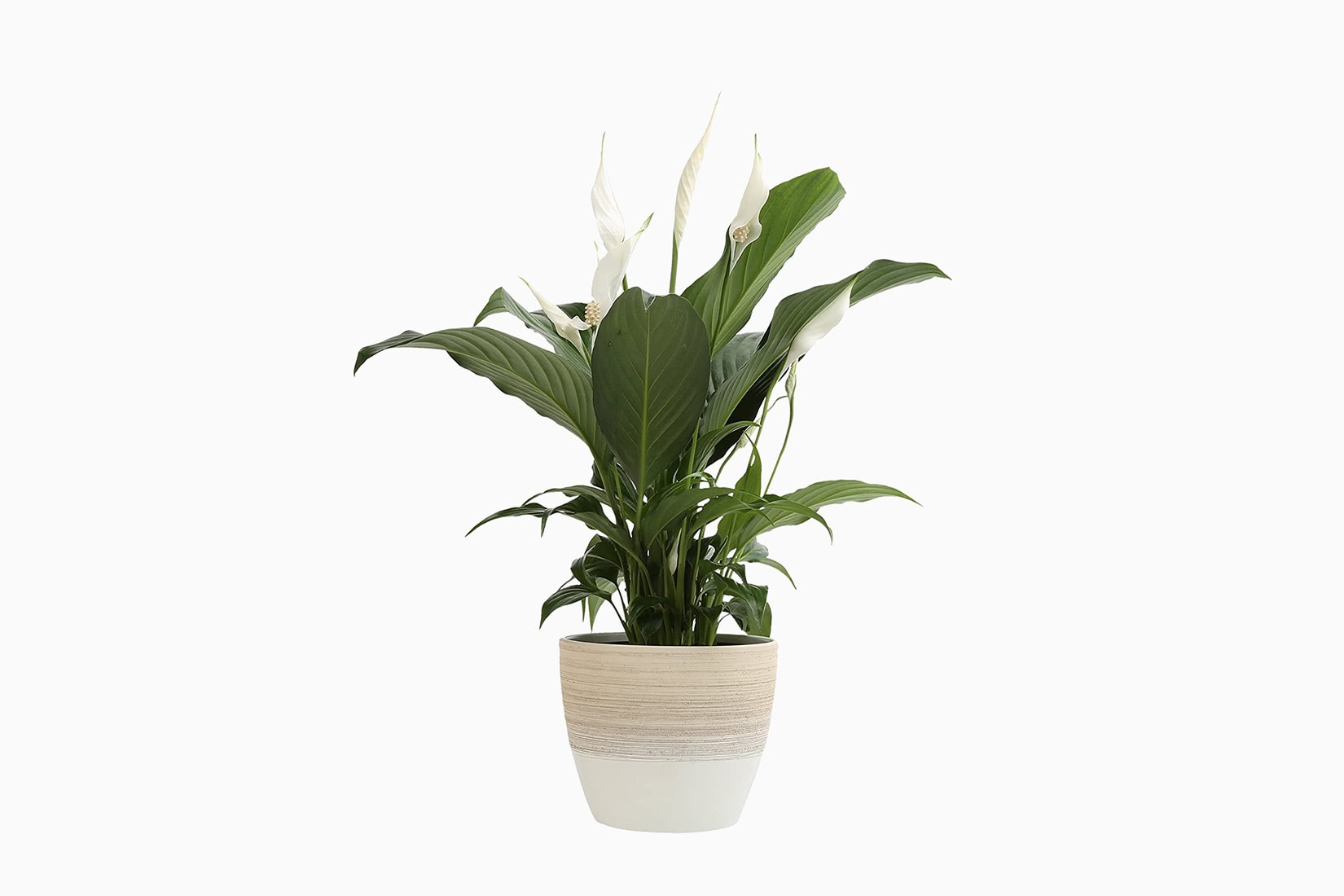 best indoor plants peace lily - Luxe Digital