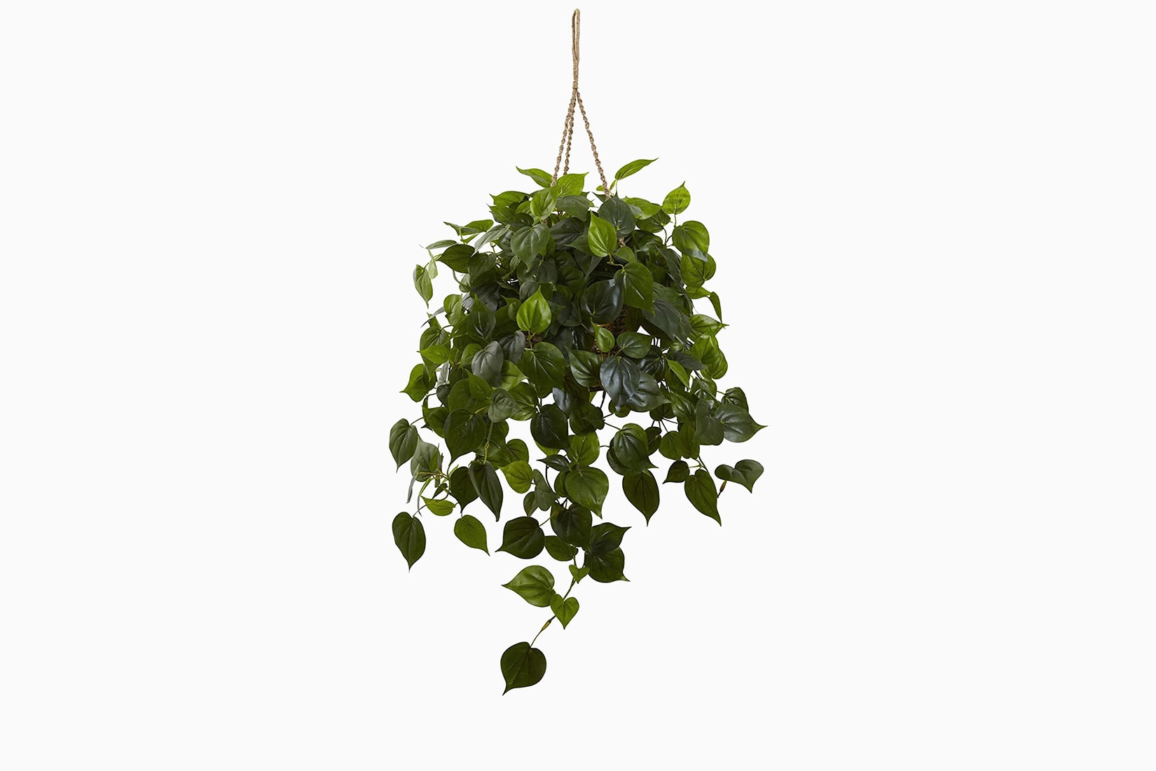 best indoor plants philodendron hanging basket - Luxe Digital