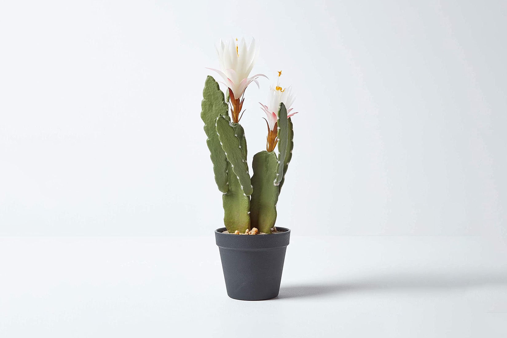best indoor plants queen of the night - Luxe Digital