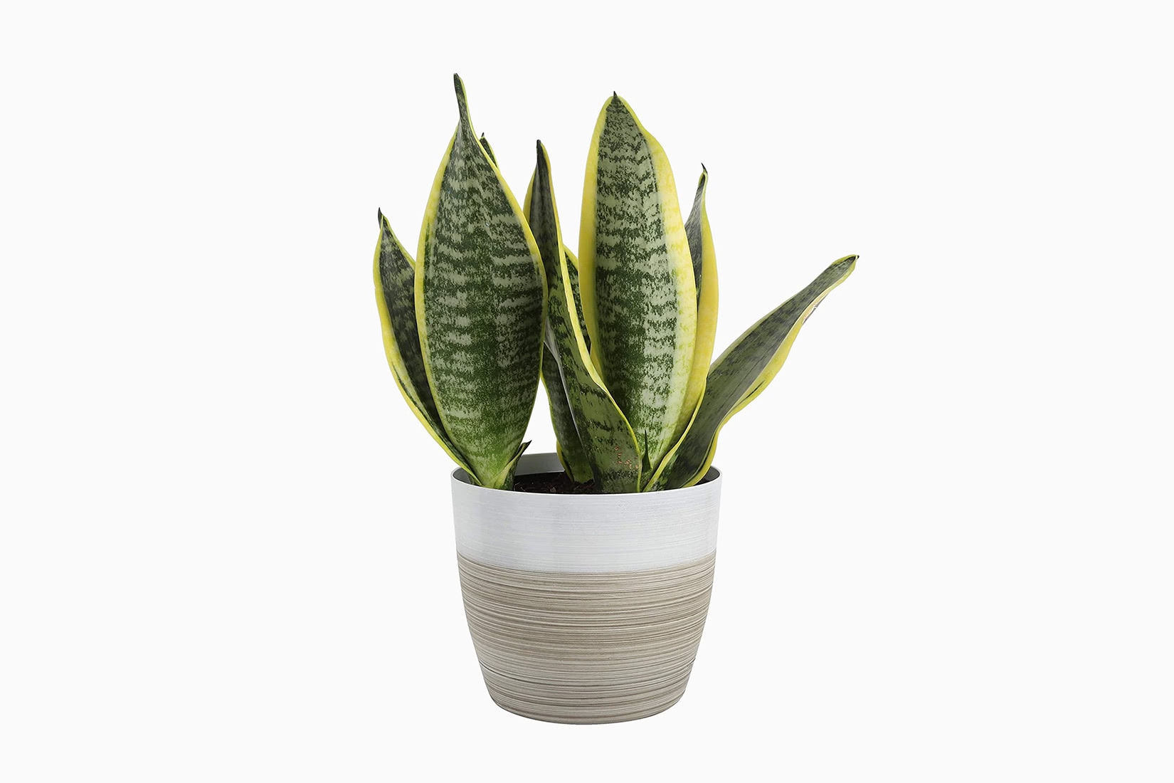 best indoor plants snake plant - Luxe Digital