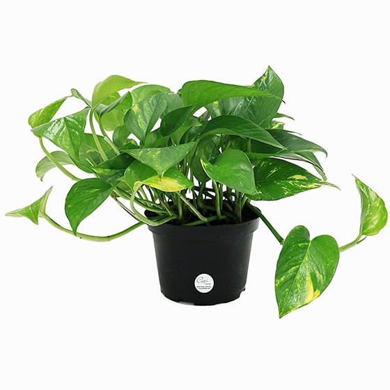 Amazon Prime Day 2023 Find The Best Luxury Deals & Discounts