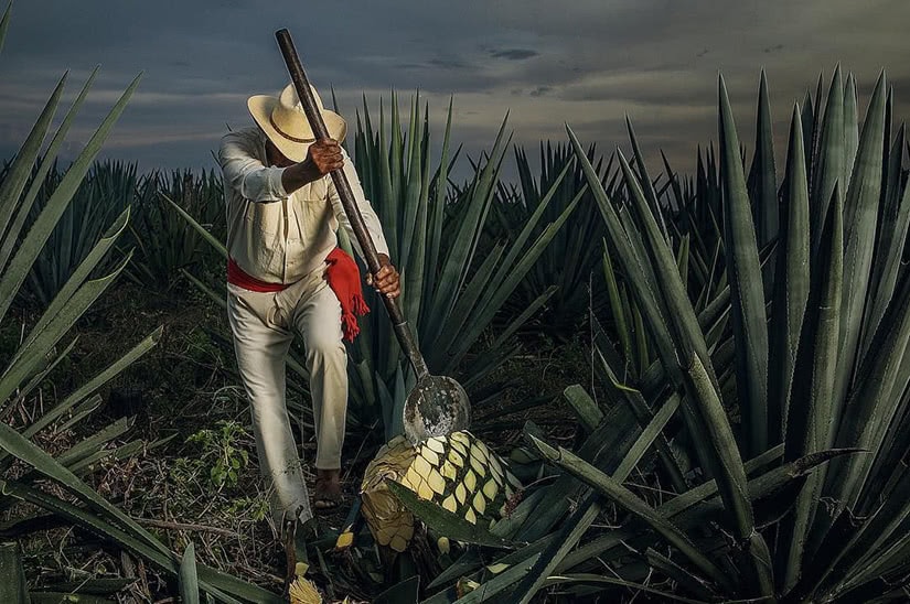 Encuentra la botella perfecta de tequila (Guía 2020) 3 1800 tequila agave field méxico - Luxe Digital