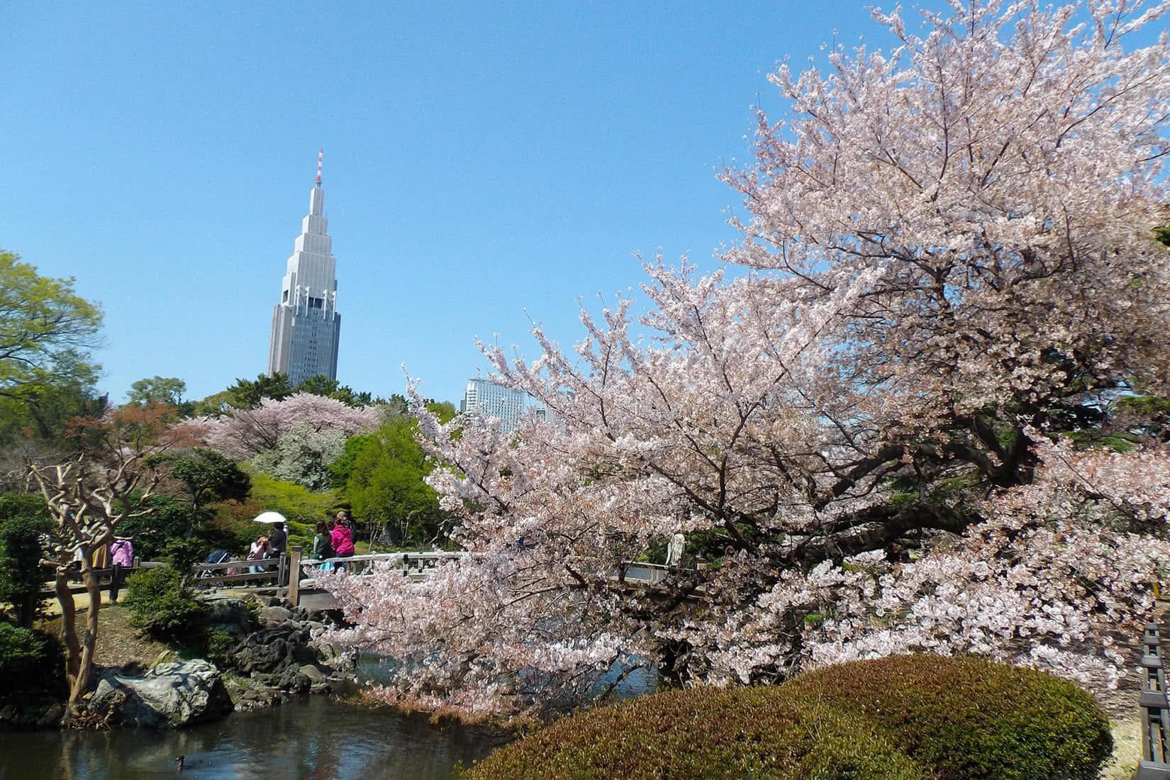 around tokyo japan shinjuku gyoen luxe digital