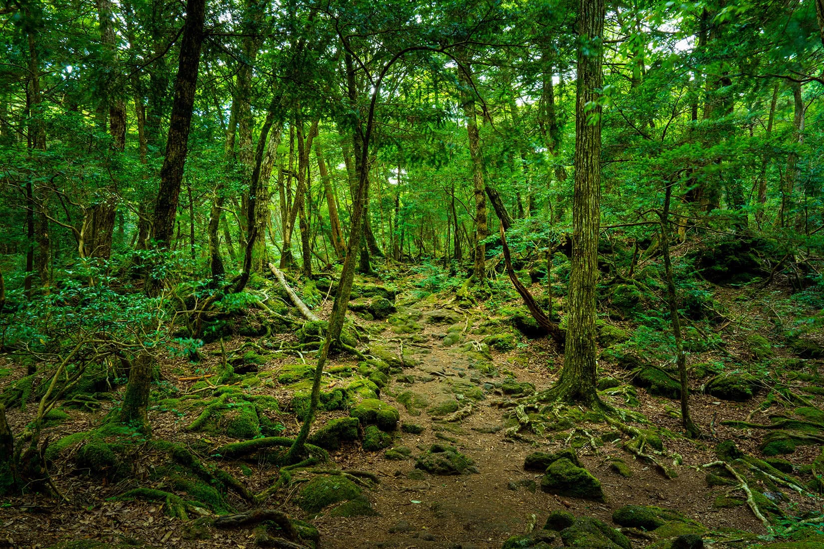 nature getaway near tokyo okigahara forest japan travel luxe digital