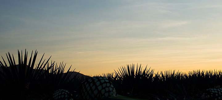 jose cuervo tequila agave plantation - Luxe Digital