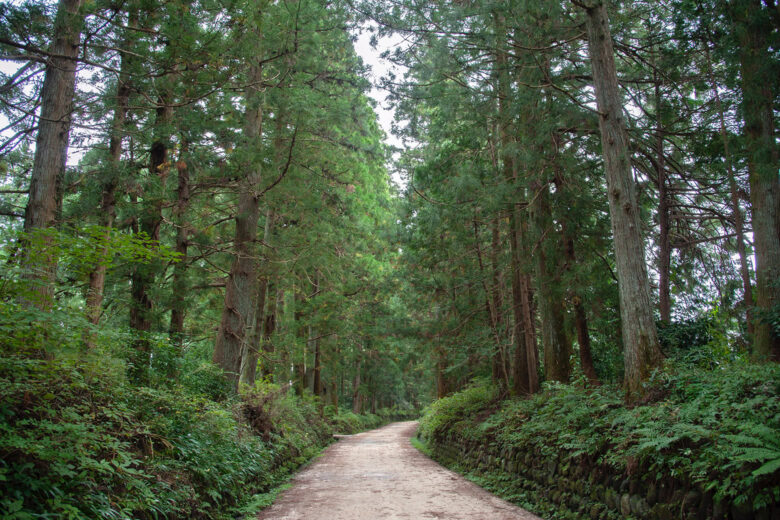 Cedar avenue in Nikko - Luxe Digital